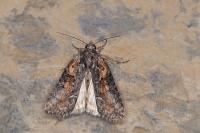Bryophila raptricula