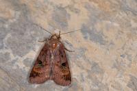 Diarsia brunnea