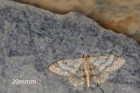 Idaea biselata