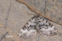 Perizoma minorata