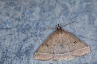 Zanclognatha zelleralis