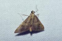 Endotricha flammealis