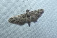 Gymnoscelis rufifasciata