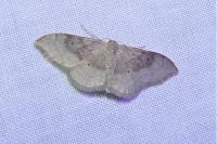 Idaea degeneraria