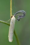 Indalia pygmaeola pallifrons