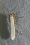 Eilema caniola