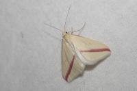 Rhodometra sacraria