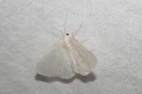 Cabera exanthemata