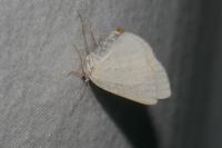 Cabera exanthemata