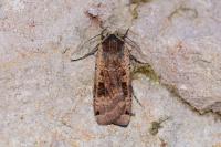 Noctua pronuba
