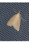 Sclerocona acutella