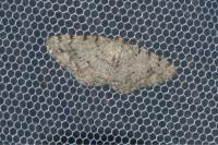 Aethalura punctulata