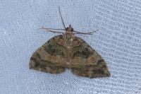 Hydriomena furcata