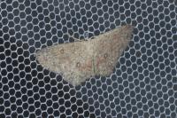 Cyclophora pendularia