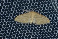 Idaea fuscovenosa