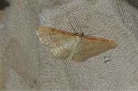 Idaea humiliata