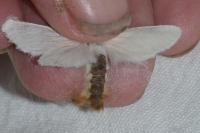 Euproctis chrysorrhoea