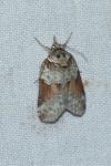 Nycteola siculana