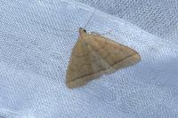 Herminia tarsipennalis