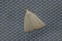 Macrochilo cribrumalis