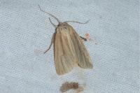 Mythimna impura