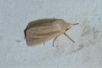 Mythimna straminea