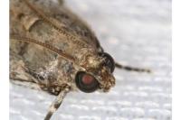 Acrobasis fallouella