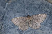 Philereme vetulata