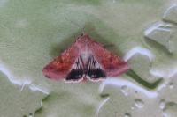 Helicoverpa armigera