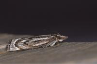 Catoptria muellerrutzi/zermattensis