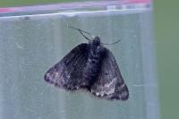 Psodos canaliculata
