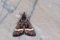 Pyrausta cingulata