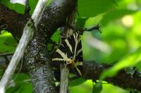 Euplagia quadripunctaria