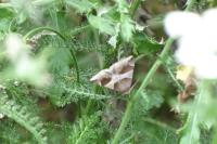 Dysgonia algira