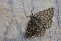 Psodos canaliculata