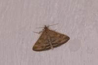 Pyrausta despicata
