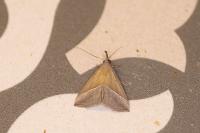 Hypena lividalis