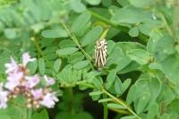 Emmelia trabealis