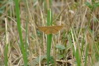 Idaea ochrata