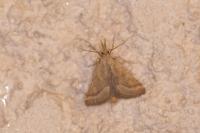 Synaphe punctalis
