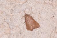 Hypsopygia incarnatalis