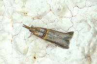 Etiella zinckenella