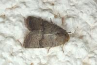 Hoplodrina blanda