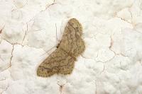 Idaea subsaturata