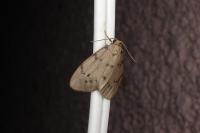 Paidia rica