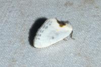 Cilix hispanica