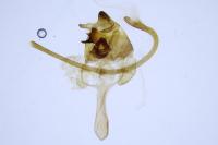 Cilix hispanica