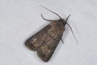 Agrotis segetum