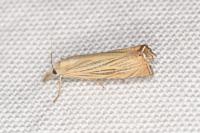 Chrysoteuchia culmella