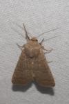 Hoplodrina ambigua/blanda